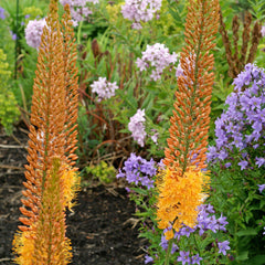 Eremurus - Shelford Hybrid Mix