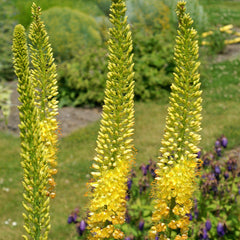 Eremurus - Stenophyllus Bungei