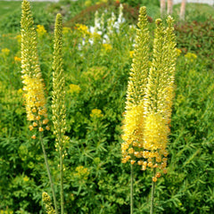 Eremurus - Stenophyllus Bungei