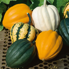 Squash Seeds (Winter) - Autumn Acorn Blend