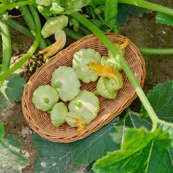 Squash Seeds (Summer) - Bennings Green Tint Scallop