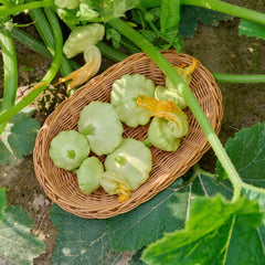 Squash Seeds (Summer) - Bennings Green Tint Scallop