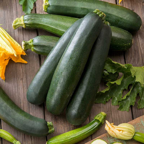 Squash Seeds (Summer) - Black Beauty