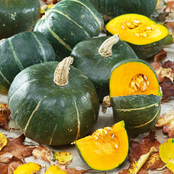 Squash Seeds (Winter) - Burgess Buttercup