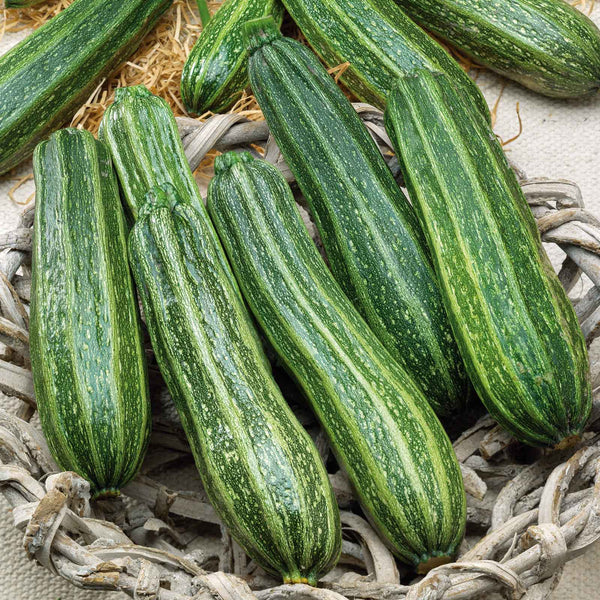 Squash Seeds (Summer) - Cocozelle