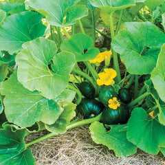 Squash Seeds (Summer) - Cupcake
