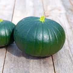 Squash Seeds (Summer) - Cupcake