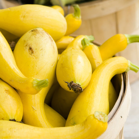 Squash Seeds (Summer) - Early Summer Crookneck