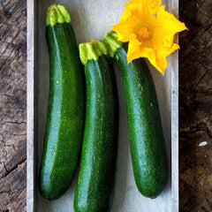 Squash Seeds (Summer) - Fordhook Zucchini