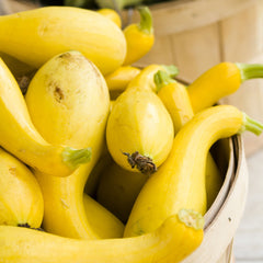 Squash Seeds (Summer) - Golden Summer Crookneck