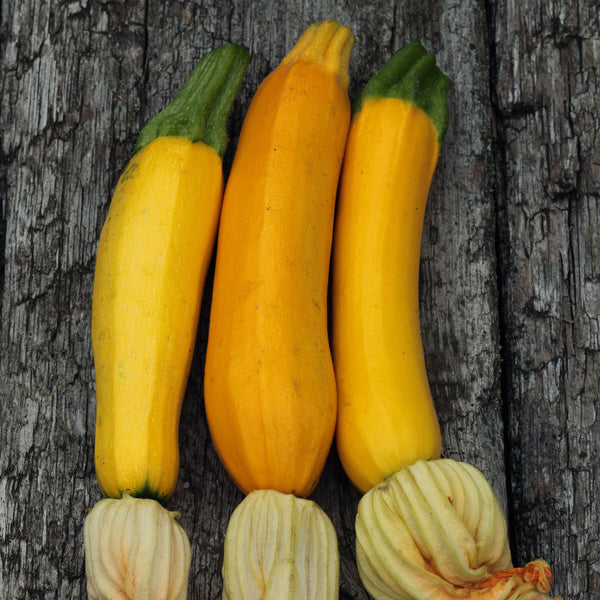 Squash Seeds (Summer) - Golden Zucchini