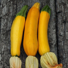 Squash Seeds (Summer) - Golden Zucchini