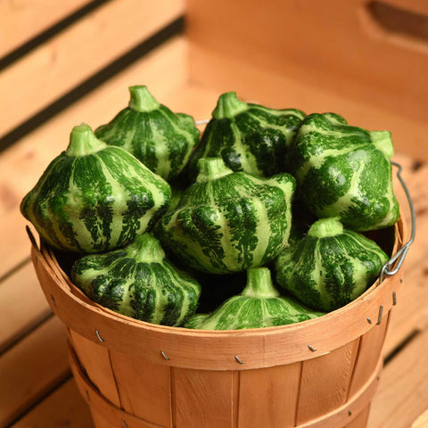 Squash Seeds (Summer) - Green Lightning