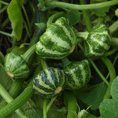 Squash Seeds (Summer) - Green Lightning