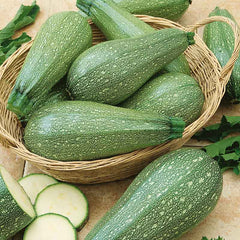 Squash Seeds (Summer) - Grey Zucchini