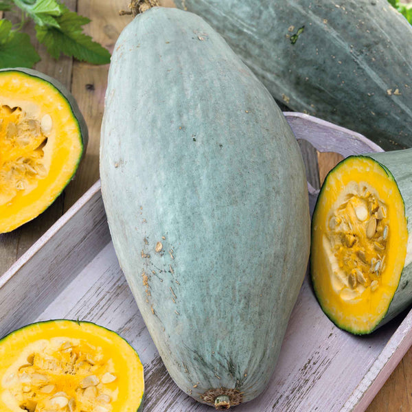 Squash Seeds (Winter) - Guatemalan Blue