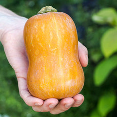 Squash Seeds (Winter) - Honeynut