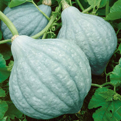 Squash Seeds (Winter) - Hubbard Blue