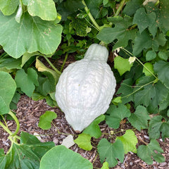 Squash Seeds (Winter) - Hubbard Blue