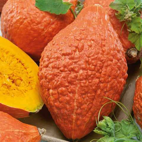 Squash Seeds (Winter) - Hubbard Golden