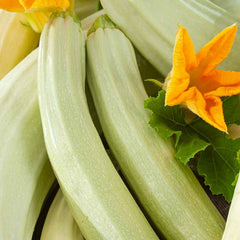 Squash Seeds (Summer) - Lungo Bianco Cylindrical
