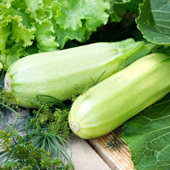 Squash Seeds (Summer) - Lungo Bianco Cylindrical