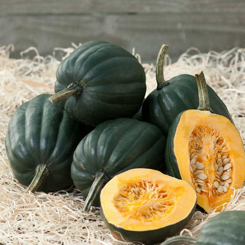 Squash Seeds (Organic) - Acorn Table Queen
