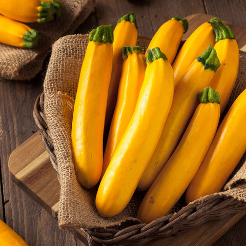 Squash Seeds (Organic) - Golden Zucchini