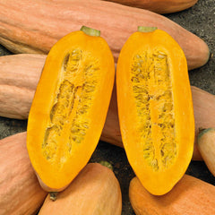Squash Seeds (Winter) - Pink Banana Jumbo