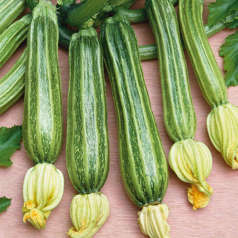 Squash Seeds (Summer) - Romanesco