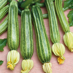 Squash Seeds (Summer) - Romanesco