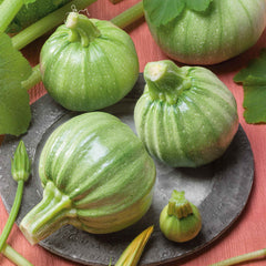 Squash Seeds (Summer) - Ronde De Nice
