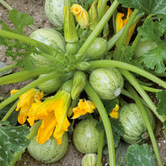 Squash Seeds (Summer) - Ronde De Nice