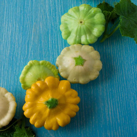 Squash Seeds (Summer) - Scallop Blend