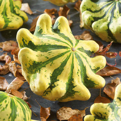 Squash Seeds (Summer) - Scallop Panache Jaune et Vert
