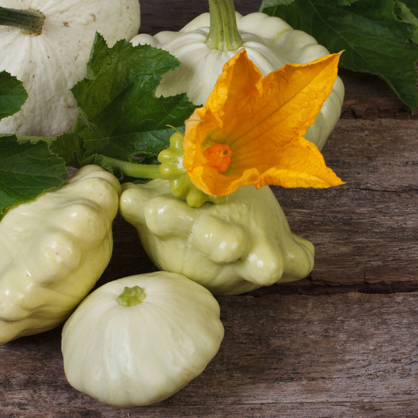 Squash Seeds (Summer) - Scallop