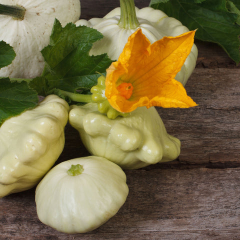 Squash Seeds (Summer) - Scallop
