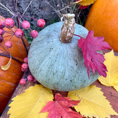 Squash Seeds (Winter) - Sweet Meat