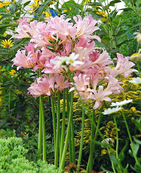 Pink Lycoris Spider Lilies Bulbs Radiata Hurricane Lily Cluster Amayllis Growing Bonsai Roots Rhizomes Corms Tubers Potted Planting Reblooming Fragrant Garden Species Blooms Flower Seeds Plant Gardening