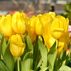 Sweet Treats Tulip Bulb Collection