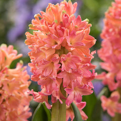 Sunset Hues Flower Bulb Collection