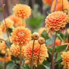Sylvia Ball Dahlia