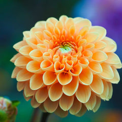 Sylvia Ball Dahlia