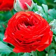 Red Ranunculus Corms Bulbs Persian Buttercup Growing Bonsai Roots Rhizomes Tubers Potted Planting Reblooming Fragrant Garden Species Blooms Flower Seeds Plant Gardening