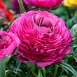 Pink Ranunculus Bulbs Corms Growing Bonsai Roots Rhizomes Tubers Potted Planting Reblooming Fragrant Garden Species Blooms Flower Seeds Plant Gardening