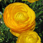 Ranunculus Yellow Double Golden Buttercup Corms Bulbs Growing Bonsai Roots Rhizomes Tubers Potted Planting Reblooming Fragrant Garden Species Blooms Flower Seeds Plant Gardening