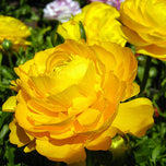 Ranunculus Yellow Double Golden Buttercup Corms Bulbs Growing Bonsai Roots Rhizomes Tubers Potted Planting Reblooming Fragrant Garden Species Blooms Flower Seeds Plant Gardening
