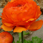 Double Orange Buttercup Ranunculus Corms Bulbs Persian Buttercup Growing Bonsai Roots Rhizomes Tubers Potted Planting Reblooming Fragrant Garden Species Blooms Flower Seeds Plant Gardening