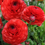 Ranunculus Double Red Buttercup Corms Bulbs Growing Bonsai Roots Rhizomes Tubers Potted Planting Reblooming Fragrant Garden Species Blooms Flower Seeds Plant Gardening