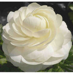 Ranunculus Bulbs Red Corms Growing Bonsai Roots Rhizomes Tubers Potted Planting Reblooming Fragrant Garden Species Blooms Flower Seeds Plant Gardening